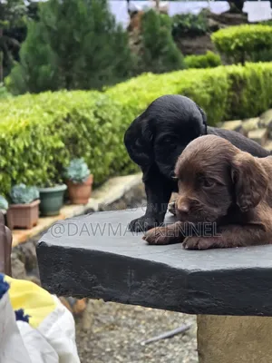 1-3 months Male Purebred English Cocker Spaniel