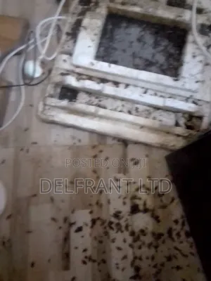 Cockroach and Bedbugs Fumigation