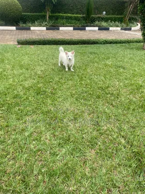 1-3 months Male Purebred Japanese Spitz