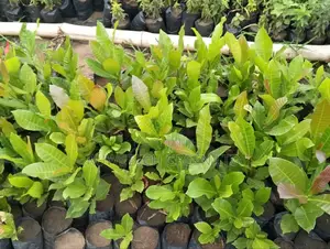 Cashew Nuts Seedlings