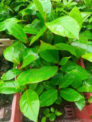 Almond Seedlings
