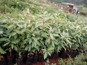 Zambarau Seedlings