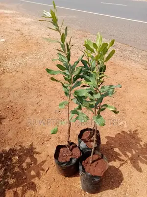 Grafted Macadamia Nuts