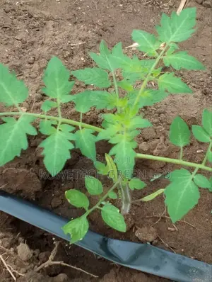 Tomatoes Seedlings