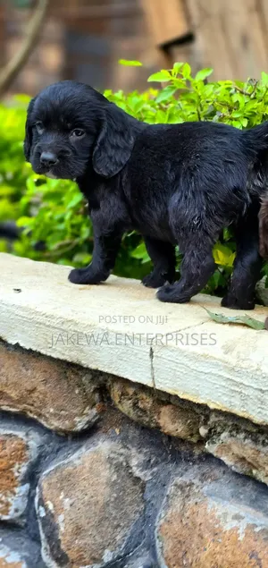 1-3 months Male Purebred English Cocker Spaniel