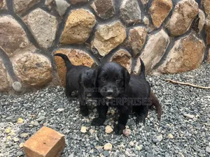 1-3 months Female Purebred English Cocker Spaniel