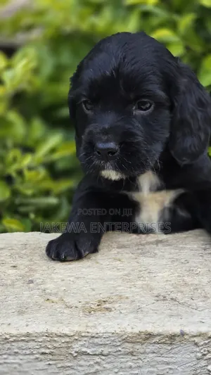 1-3 months Male Purebred English Cocker Spaniel