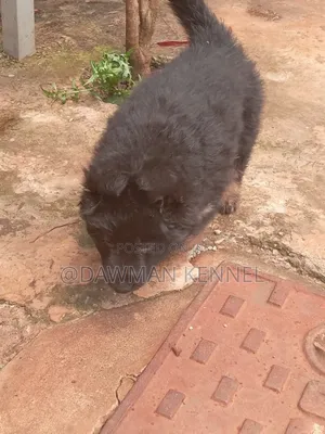 1-3 months Male Purebred German Shepherd