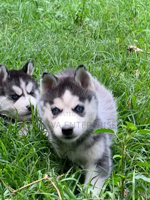 1-3 months Female Purebred Siberian Husky