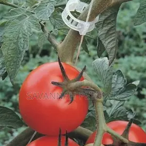 1000 PCS Vine, Tomato Clips for Plants Support Garden Clips