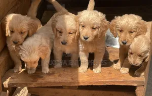 1-3 months Male Purebred Golden Retriever