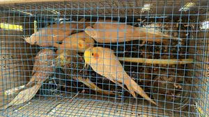 Imported Cockatiels