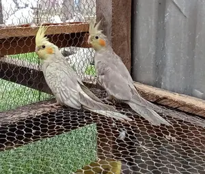 Imported Cockatiels