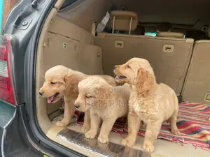 1-3 months Male Purebred Golden Retriever