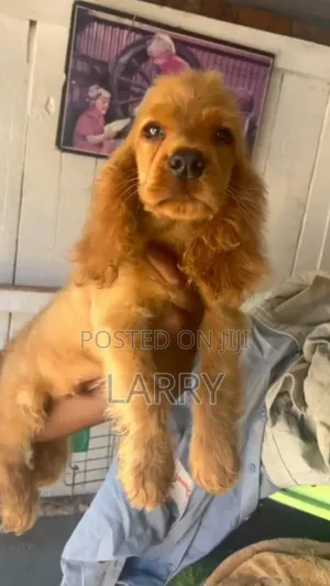1-3 months Female Purebred Cocker Spaniel