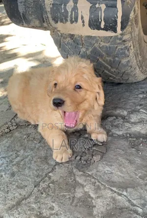 1-3 months Male Purebred Golden Retriever