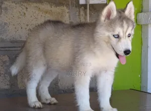 1-3 months Male Purebred Siberian Husky