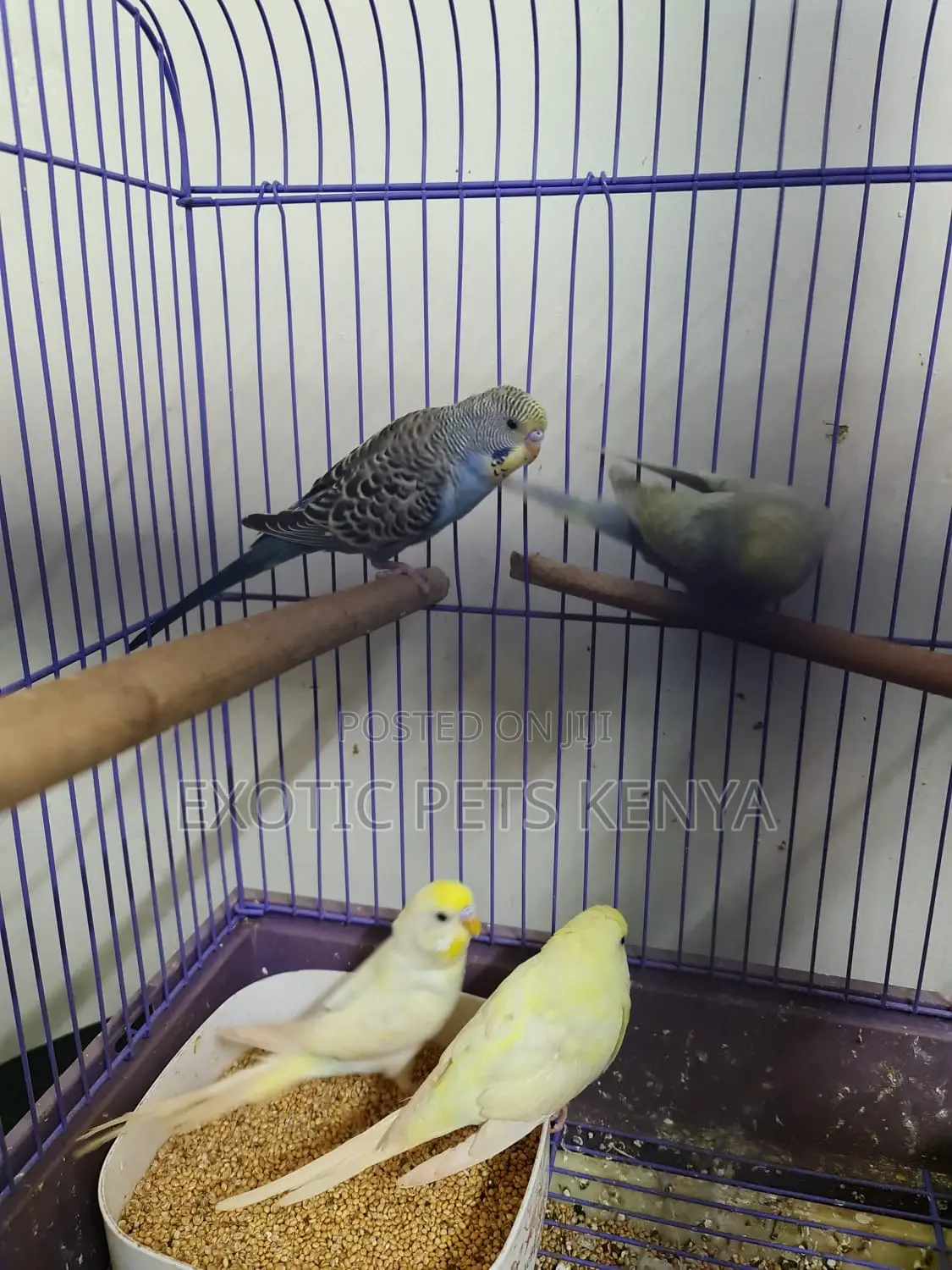 Creamino Budgies
