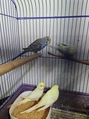 Creamino Budgies