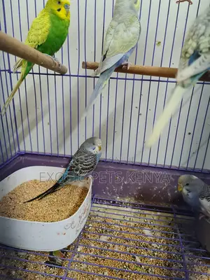 Budgies Young and Mature