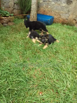 1-3 months Male Purebred German Shepherd