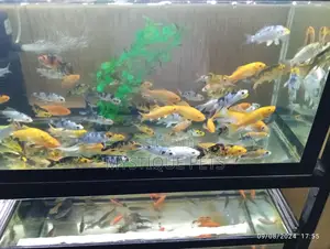 Fish Available