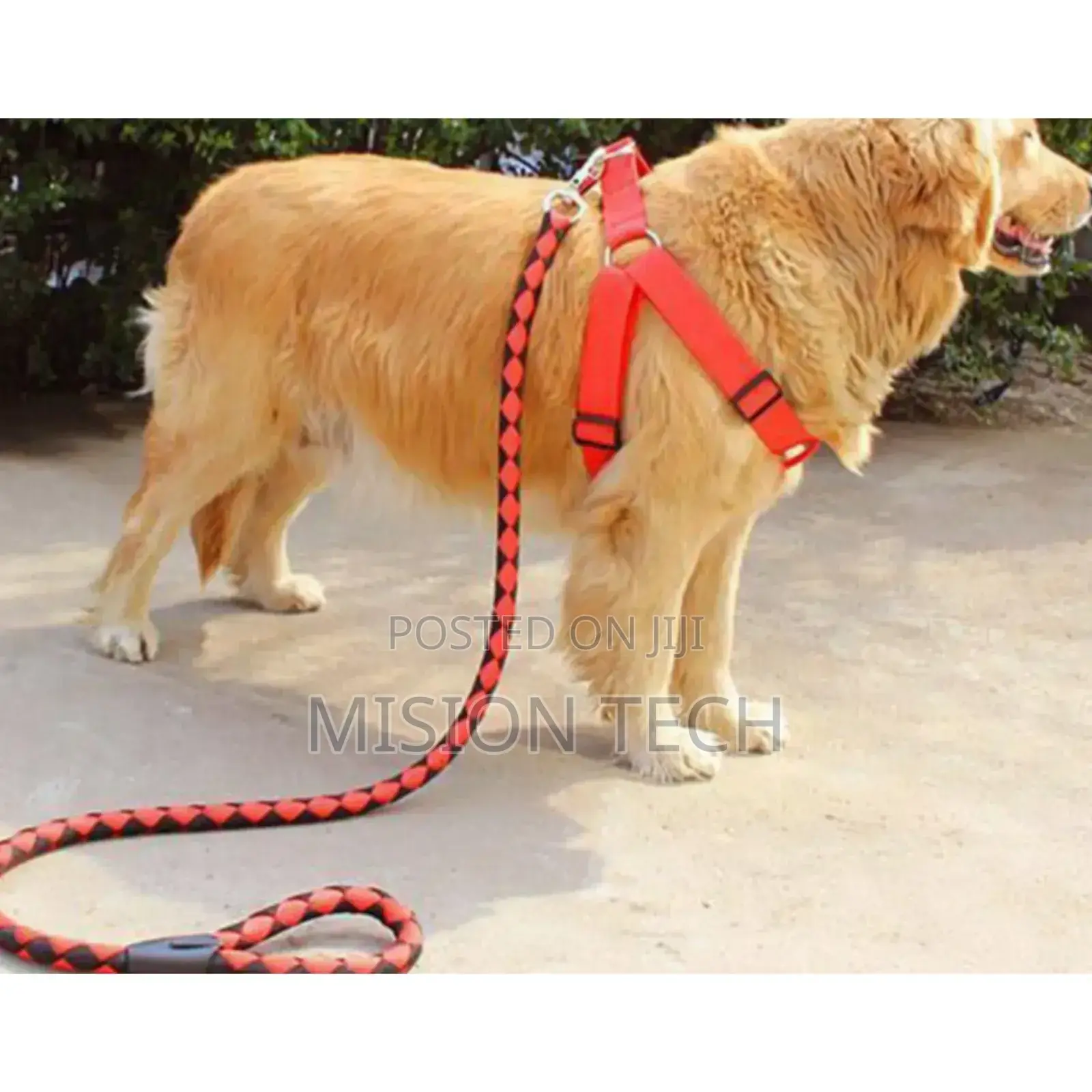 *Dog Leash /