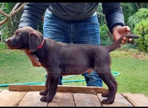 1-3 months Male Purebred Labrador Retriever