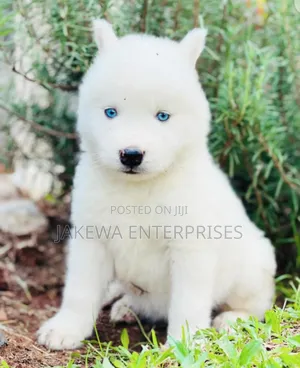 1-3 months Male Purebred Siberian Husky