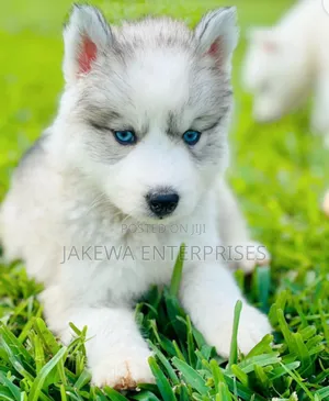 1-3 months Male Purebred Siberian Husky