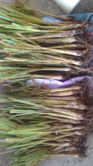 Lemon Grass Splits Bulk Orders