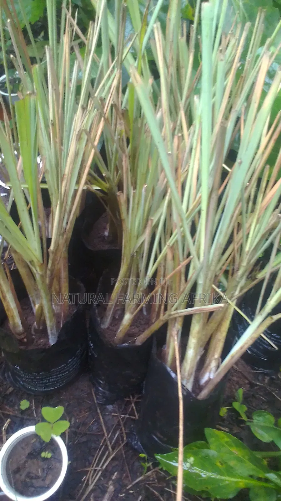 Lemon Grass Splits Bulk Orders