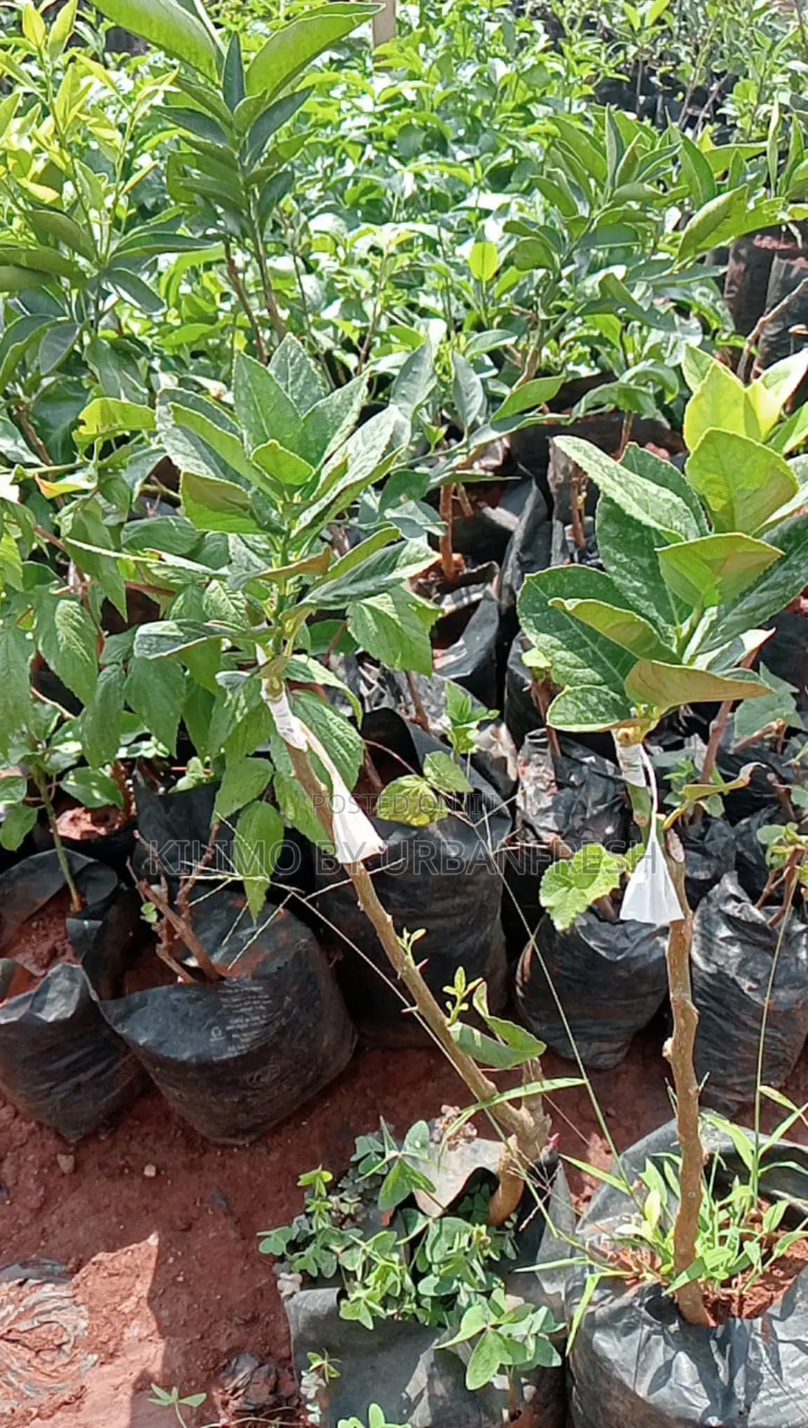 Finger Lime