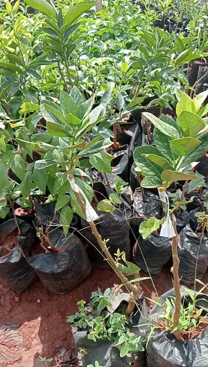 Finger Lime