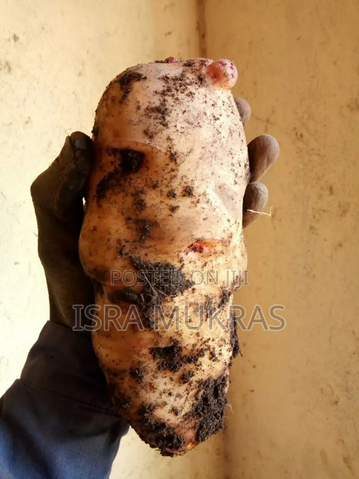 Shangi Potatoes