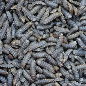Black Soldier Fly Live Larvae. 1 Kg