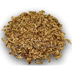 Black Soldier Fly Live Pupae 1 Kg