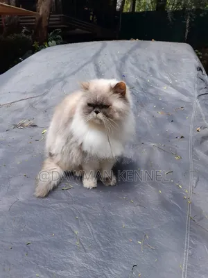 6-12 months Female Purebred Persian