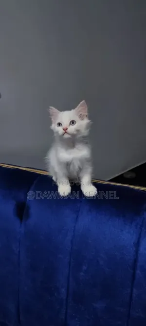 1-3 months Female Purebred Ragdoll