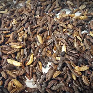 Black Soldier Live Pupae (1kg)