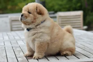 1-3 months Female Purebred Chow Chow