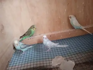 Budgies for Sale in Kenya