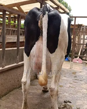 Super Pedigree Heifer