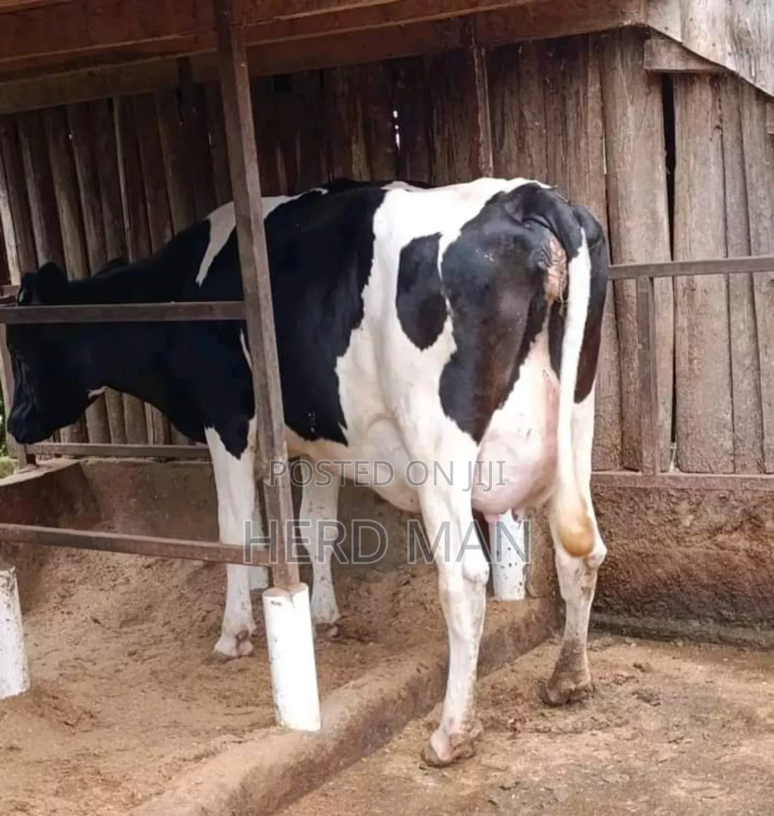 Super Pedigree Heifer