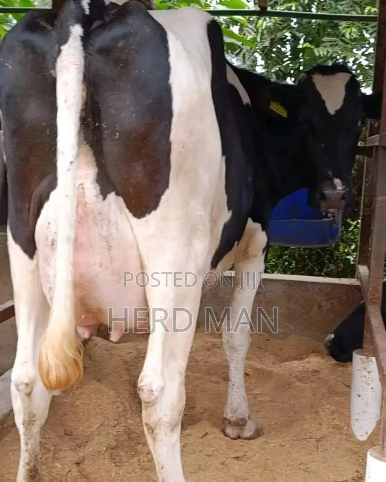 Super Pedigree Heifer
