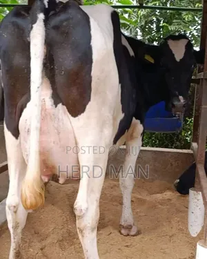 Super Pedigree Heifer