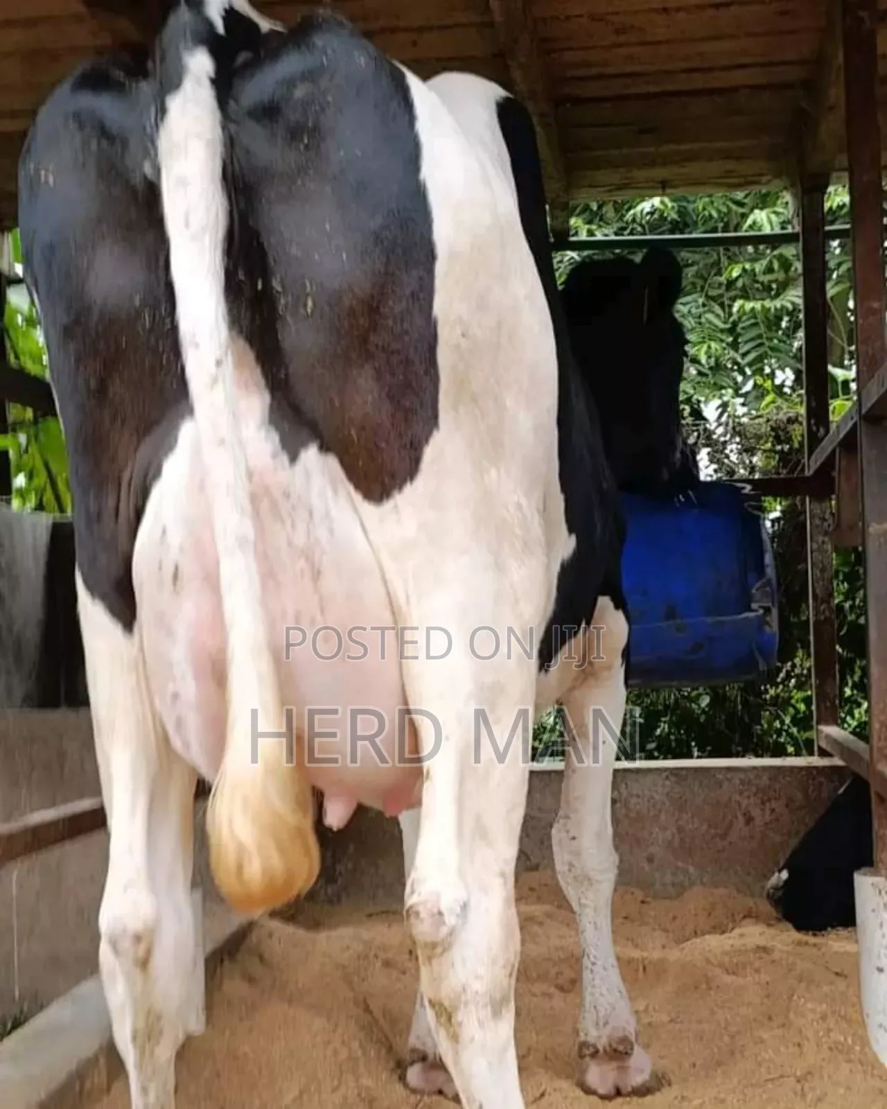 Super Pedigree Heifer
