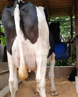 Super Pedigree Heifer