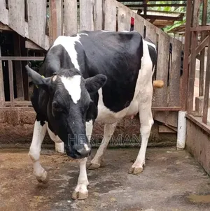 Super Pedigree Heifer