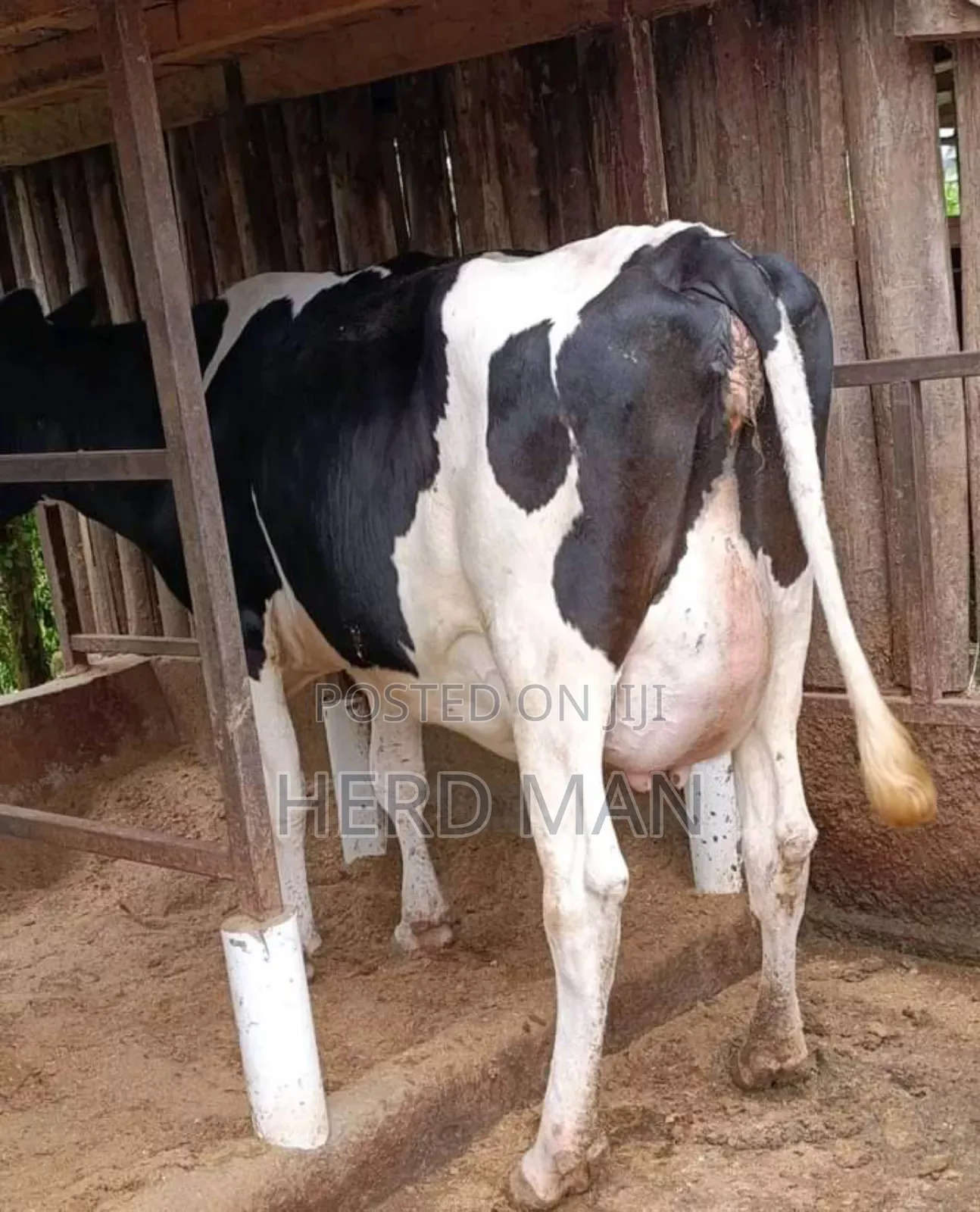 Super Pedigree Heifer